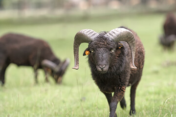 Black male ouessant sheep in meadow