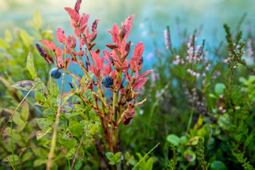 Canoe trip at Hafslovatnet, Norway