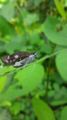 A butterfly on a leaf