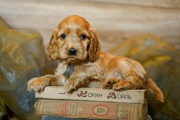 Love for pets. A puppy of a cocker spaniel lies on a bed with an open book.
