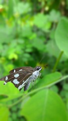 A butterfly on a leaf