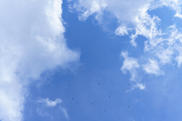sky background There are many birds in flight.
