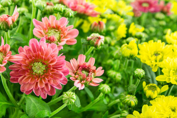 Pink and yellow Chrysanthemum flowers close up