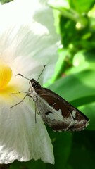Butterfly perched on white flower on green leaf background in fairy garden. Macro artistic image.