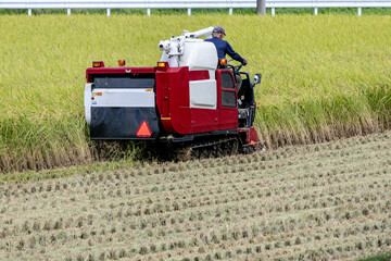 新米の収穫時期到来