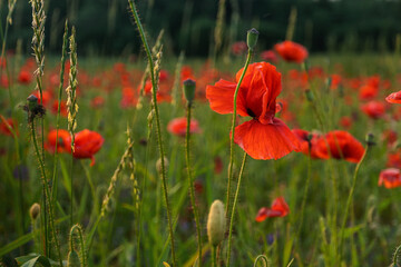 Red poppy flowers in a field. Poppies meadow