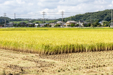 新米の収穫時期到来