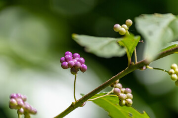小さく可愛い紫の実のムラサキシキブ