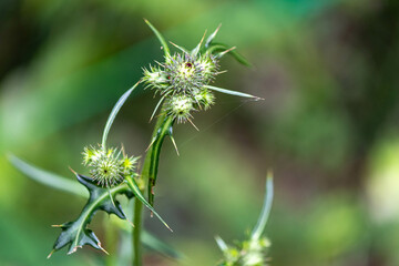 野原のアザミの蕾