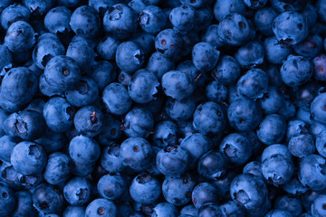 Fresh blueberry background. Texture blueberry berries close up.