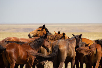 Horses have been an important part of human civilization for thousands of years. They were originally domesticated in the steppes of Central Asia, and they quickly became essential for transportation.