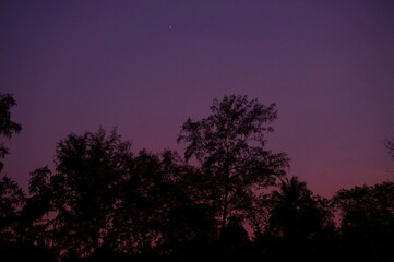 night sky and tree