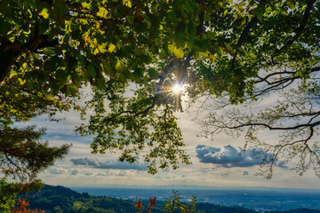 Blätter mit Sonne