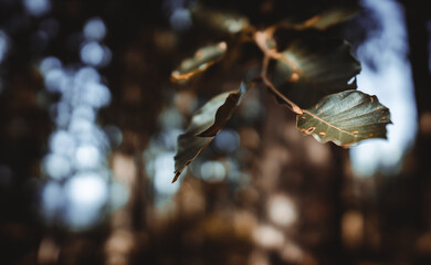 Blätter im Wald