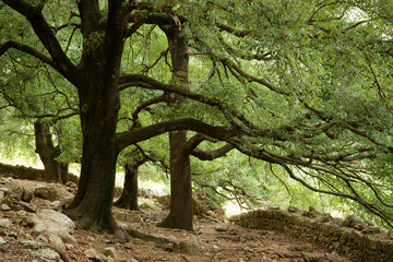 Encina (quercus Ilex). Ses Figueroles.Escorca. Tramuntana.Mallorca.Illes Balears.España.