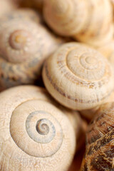 Concha de caracol.Mallorca.Islas Baleares. España.