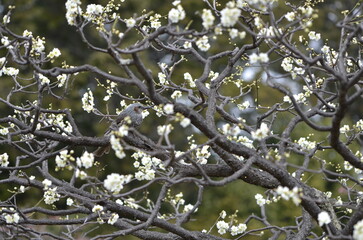 京都　長岡天満宮の梅園の梅