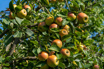 King of the Pippins - Apple 