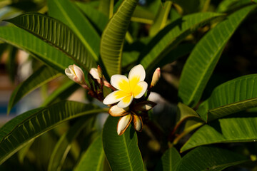 Blooming frangipani during sunshine in Greece