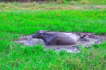 Buffaloes in the flooded fields in Thailand