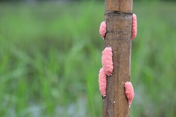 Golden Apple Snail or 
cherry scallop on stick in the field Thailand