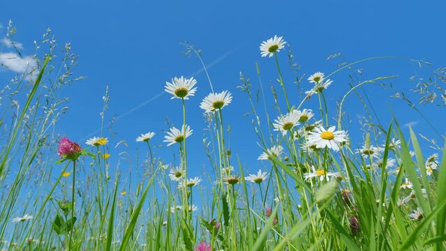 Summer field with white daisies and buttercups with pink clover flowers on blue sky background. Wild flowers against a blue sky. Low angle view.