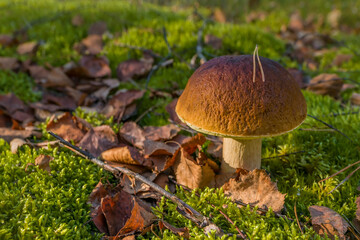 Edible boletus mushroom in forest. Porcini grow on moss
