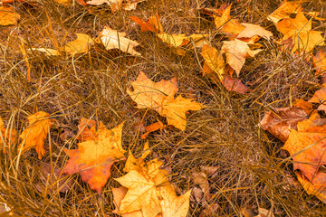 Autumn maple leaves on dry grass. Yellow, orange and red foliage