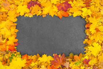 Autumn frame of colorful maple foliage on asphalt. Yellow, orange and red leaves on dark gray...
