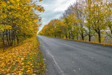 Obraz premium Car road between autumn colorful trees. Perspective view to far