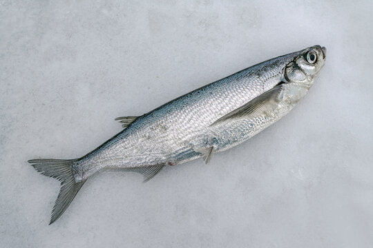 Sabrefish winter ice fishing. Alive ziege chehon fish on snow