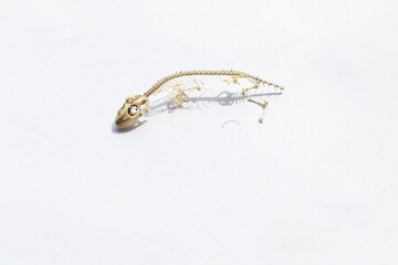Carcass of dead lizard on white background