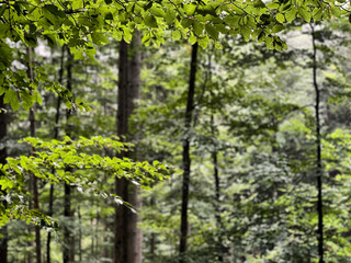 Hellgrüne Buchenblätter in sommerlichem Sommerlicht vor unscharfem Mischwald