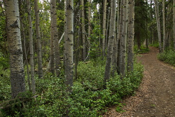 Aspen trees at Purple Trail at Whitehorse,Yukon,Canada,North America
