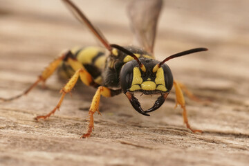 Closeup on a yellow black crabronid wasp, Cerceris arenaria sitting on wood