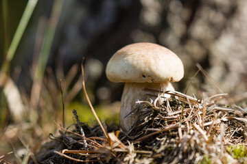 edible mushrooms in the forest