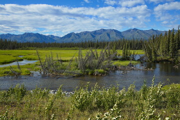 Fototapeta premium Landscape at Swede Johnson Creek at Alaska Highway in Yukon,Canada,North America 