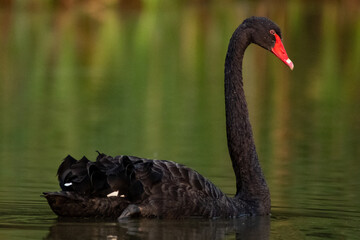 Fototapeta premium Trauerschwan auf einem Weiher