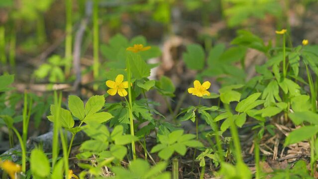Anemone ranunculoides. Yellow spring flowers in the woods. Yellow wood anemone. Slow motion.