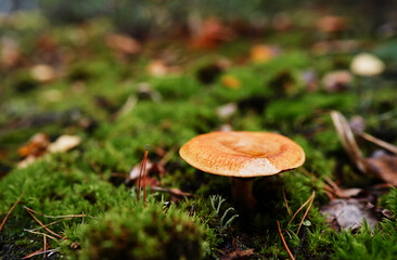 Agaric forest mushroom in fall season.