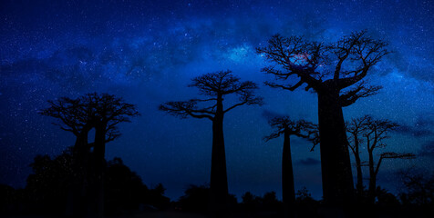 The Milky way galaxy with star in the night with the baobab tree in  Morondava ,Madagascar
