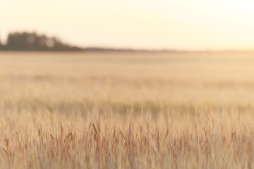 Fototapeta na wymiar dry grass sun rays background wind nature landscape freedom