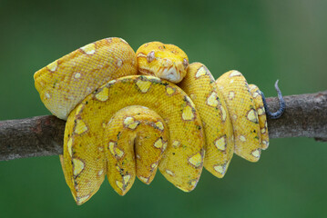 Sleeping juvenile Yapen green tree python morelia viridis 