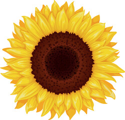 Sunflower. Image of a sunflower flower. Yellow sunflower. Bright yellow sunny flower. Vector illustration isolated on a white background
