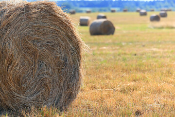 hay roll landscape nature summer farming