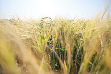 grain harvest background crisis farming