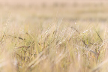 grain harvest background crisis farming
