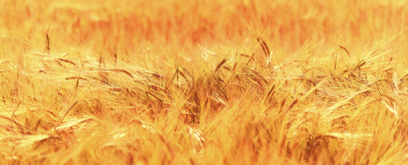 crisis harvesting grain spikelets sun sunset background