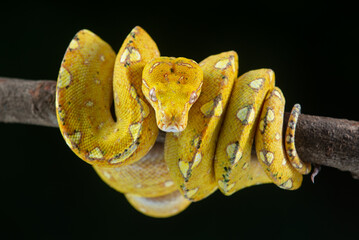 Sleeping juvenile Yapen green tree python morelia viridis 