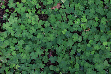 st. patrick's green background grass leaves ireland spring